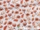 Bio-Sommer-Sweat-Stoff "Aqua flowers #white rust" (0,5m)