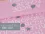 Jersey-Stoff Schule Einschulung "ABC #rosa" (0,5m)