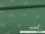 Jersey-Stoff "Seal #green" (0,25m)