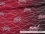 Jersey-Stoff "Vicco`ol #pink" (1Panel/ ca.0,80m)